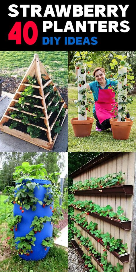 Diy Strawberry Planter, Strawberry Planter Ideas, Herb Tower, Strawberry Planters Diy, Strawberry Seedlings, Strawberry Towers, Growing Strawberries In Containers, Pyramid Planter, Garden Beginner