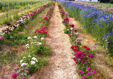 sweet williams and bachelor buttons Wildflower Lined Driveway, Farm Fresh Flowers, Small Scale Flower Farming, Floret Flower Farm, Northlawn Flower Farm, Cut Flower Farm, Flower Business, Flower Farmer, Cut Flower Garden