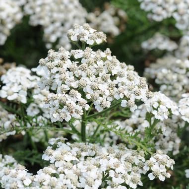 Achillea millefolium 'Balvinwite' New Vintage™ White Yarrow from Midwest Groundcovers Veggie Beds, White Yarrow, Achillea Millefolium, Best Perennials, Cottage Garden Plants, Buy Plants, Plant Combinations, White Gardens, Perennial Garden