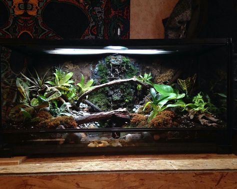 Crocodile Skink, Snake House, Bioactive Vivarium, Tiger Salamander, Snail Tank, Tropical Terrariums, Vivarium Ideas, Snake Terrarium, Snake Enclosure