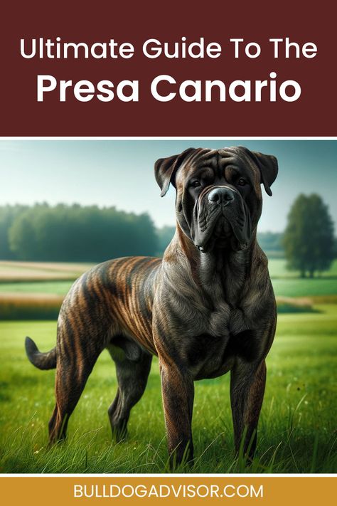 Ultimate Guide To The Presa Canari Presa Canario Dog, Cane Corso Facts, Persa Canario Dog, Presa Canario Mastiff, Canary Mastiff, Leo Hair, Pressa Canario Dog, Herding Cattle, Weight Charts