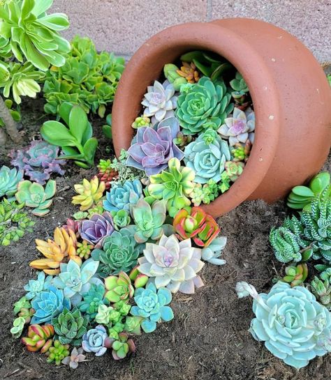 Succulent Front Yard Landscaping, Succulent Front Yard, Rockery Ideas, Foundation House, Landscaping Succulents, Xeriscape Front Yard, Succulent Landscape, Succulent Garden Landscape, Succulent Landscape Design