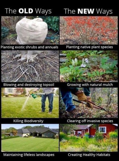 Lawn Alternatives, Wildlife Gardening, Backyard Farming, New Year's Resolutions, Sustainable Farming, Invasive Species, Top Soil, Plant Species, Permaculture