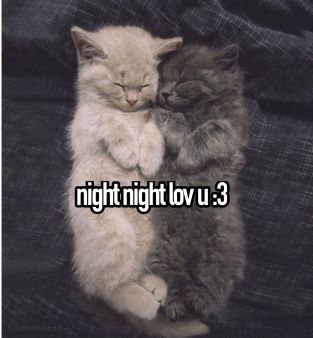 Ily Cat Pics, Cat Saying Goodnight, Goodnight Cat Images, Goodnight For Her, Good Night Cat Images, Gn Cat, Good Night Kitty, Cat Good Night, Good Night Cute