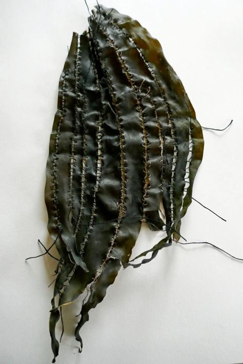 Seaweed Fashion, Bio Textiles, Kelp Art, A Level Textiles, Kelp Forest, Textile Fiber Art, Design Textile, Snowdonia, Textiles Fashion