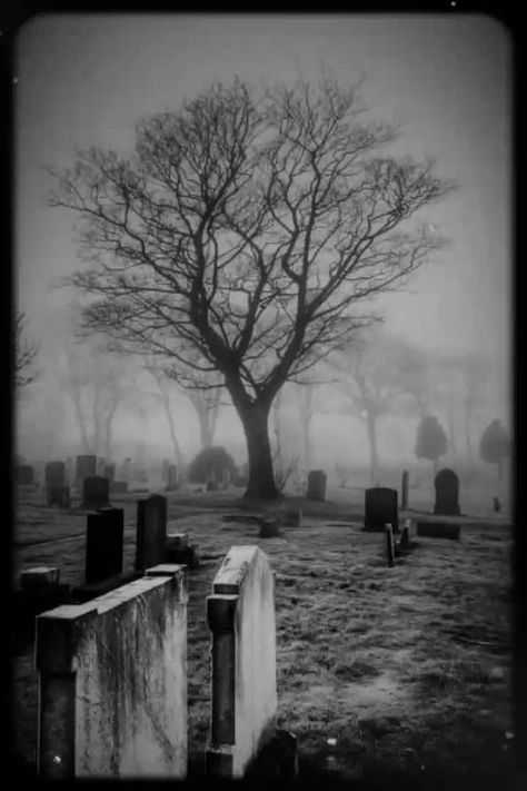 Old Cemetery, Cemeteries Photography, Spooky Places, Terra Nova, Old Cemeteries, Cemetery Art, Last Ride, Black And White Tree, Gothic Aesthetic