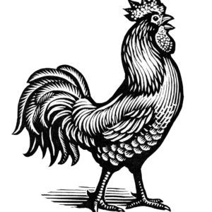 Mendola Artists Representatives Chris Wormell | Biography - Mendola Artists Representatives Chris Wormell, Scratchboard Artists, Rooster Silhouette, Rooster Tattoo, Engraved Illustration, Woodcut Illustration, Posca Art, Engraving Illustration, Linocut Art