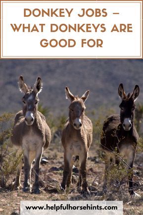 Owning A Donkey, Raising Donkeys, Guard Donkey, Anne Oakley, Donkey Breeds, Donkey Training, Donkey Care, Mountain People, Raising Farm Animals