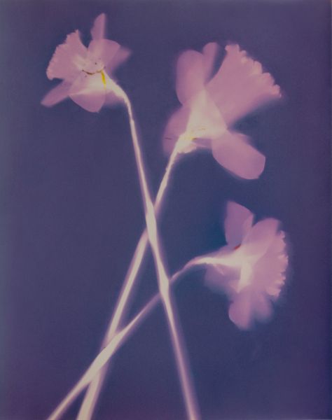 In The Middle, Fine Art Photography, The Middle, Art Photography, Fine Art, Purple, Flowers, Photography, Pink