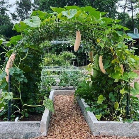 Garden Arches For Vegetables, Veggie Garden Archway, Arch Vegetable Garden, Veggie Garden Arch, Urban Food Forest, Vertical Garden Arch, Vegetable Arch Trellis, Vegetable Garden Arch, Vegetable Arch