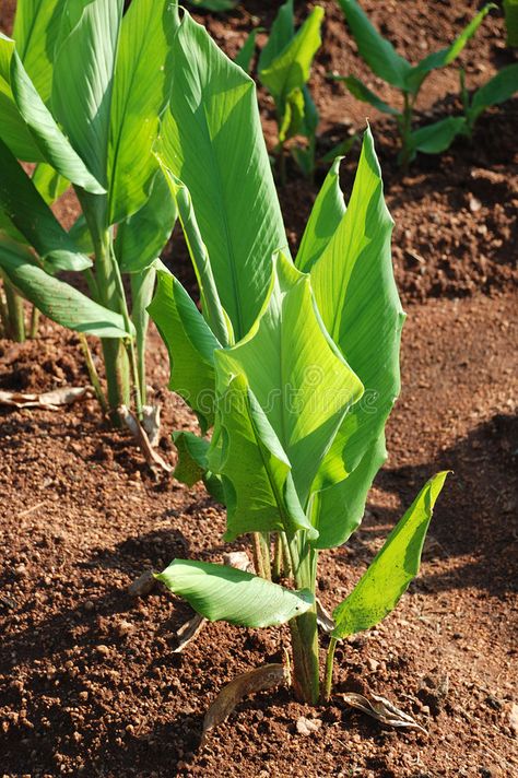 Turmeric plant. In farm land , #AD, #plant, #Turmeric, #land, #farm #ad Organic Farming Photography, Turmeric Plant, Fruits And Vegetables Pictures, Vegetable Pictures, Home Grown Vegetables, Organic Fruit, Plant Pictures, Organic Farming, Fruits And Vegetables