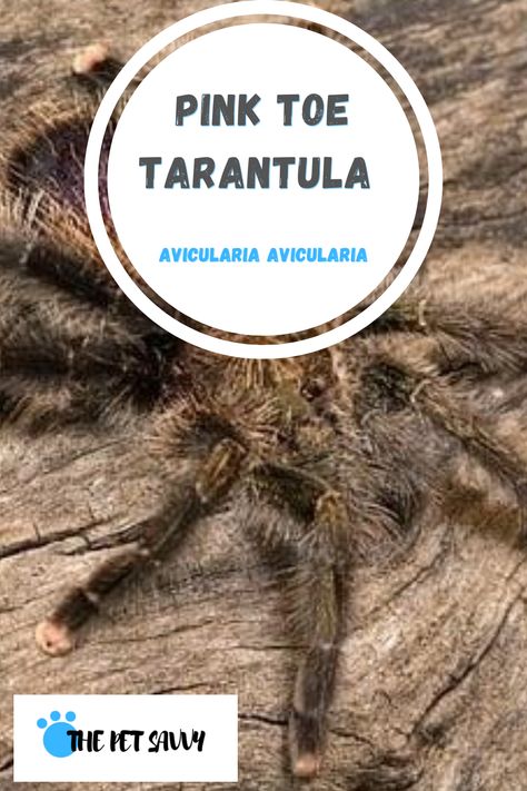 Avicularia Avicularia, Pink Toe Tarantula, Tarantula Habitat, Spider Tank, Tarantula Enclosure, Pet Tarantula, Pink Toes, Trees And Shrubs, The Pink