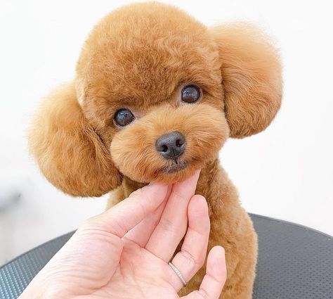 Miniature Poodle Haircut Styles Teddy Bears, Toy Poodle Teddy Bear Cut, Asian Fusion Poodle, Toy Poodle Haircut Styles, Toy Poodle Haircut Teddy Bears, Toy Poodle Puppy Cut, Miniature Poodle Haircuts, Teacup Puppy Breeds, Poodle Teddy Bear Cut