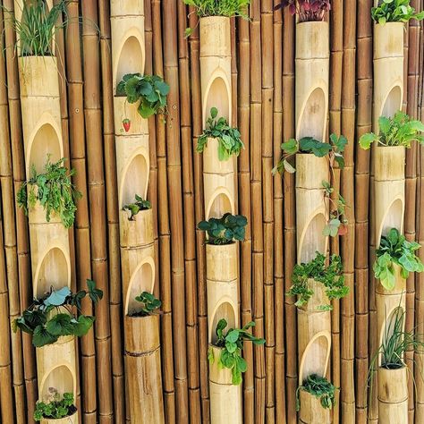 Transform your garden into a summer oasis with our versatile bamboo products! Our Bamboo Slat Screen, made from natural Moso Bamboo, is perfect for covering large areas or creating stylish fencing. For urban spaces, the Vertical Bamboo Planter, available in Tali or Java Black bamboo, is ideal for stunning living walls. Our Bamboo Trellis is a sustainable option for climbing plants like Clematis and Sweet Peas. #GardenGoals #BambooStyle #Bamboo #UKBamboo #BambooSupplier Bamboo Wall Covering, Bamboo Screen, Brazilian Restaurant, Bamboo Screening, Arbors Trellis, Bamboo Planter, Bamboo Trellis, Bamboo Products, Vertical Garden Wall