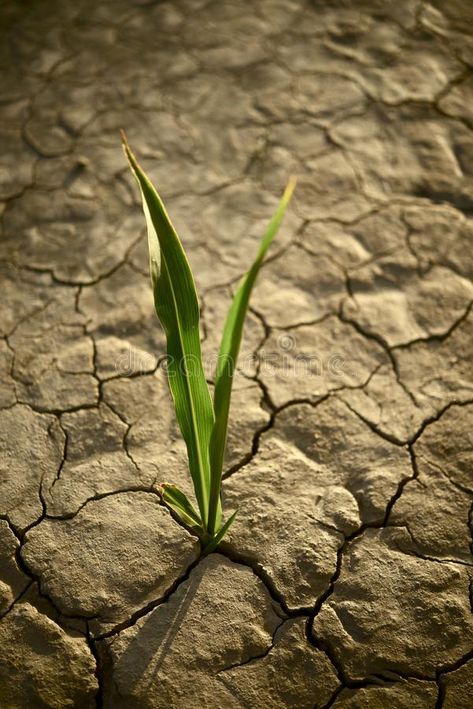 There is Hope. Small Plant on the Cracked Dry Land. Drought Photo Collection , #ad, #Plant, #Cracked, #Hope, #Small, #Dry #ad Blessed Assurance, Church Media Design, Dry Land, Finding Hope, Kid Friendly Activities, Art Calligraphy, Village Life, Drawing Images, Small Plants