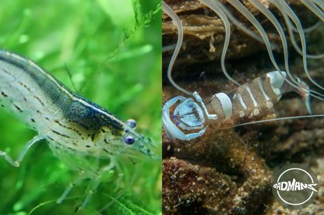 This article explores the differences between Amano shrimp and Ghost shrimp, focusing on their behavior, living conditions, and compatibility within the same tank. Understanding these distinctions can help determine if they can coexist together and with other tank mates. Before introducing them into an aquarium, it's crucial to consider these factors to ensure a harmonious and healthy environment for both types of shrimp. What Is Ghosting, Ghost Shrimp, Amano Shrimp, Red Cherry Shrimp, Shrimp Tank, Cool Tanks, Plant Health, Healthy Environment, Betta Fish