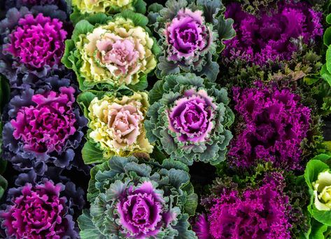 12 Fall Annuals That Thrive in Full Sun Flowering Kale, Potted Olive Tree, Flower Shop Ideas, Spring Gardens, Ornamental Kale, Ornamental Cabbage, Florida Plants, New York Botanical Garden, Winter Gardening