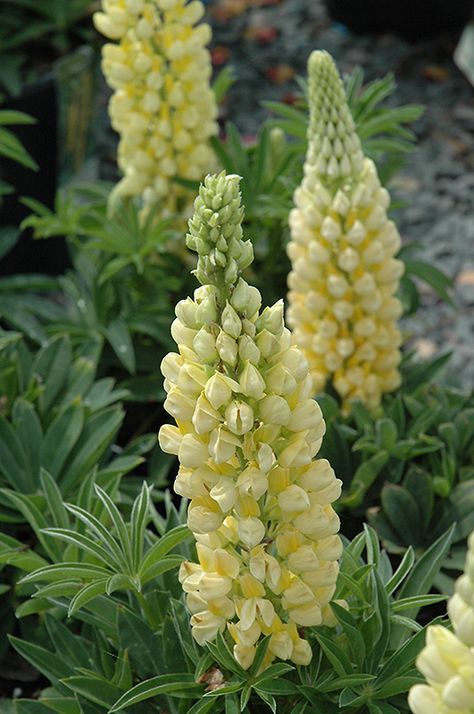 Gallery Yellow Lupine Yellow Lupine, Lupine Flowers, Nursery Garden, Garden Centre, Herbaceous Perennials, How To Attract Hummingbirds, Perfect Plants, Bedding Plants, Plant Design