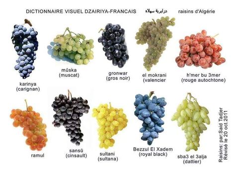 Grape Varieties, Muscat, Bottle Design, Raisin, Wine Recipes, Agriculture, Grapes, Fruit