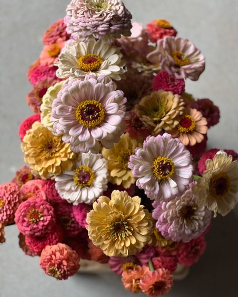 Bright, bold, colorful flowers… #zinniaelegans #zinnias #floretzinnias #zinniasoklahoma Zenia Flower, Zinnia Elegans, Seed Shop, Flower Farm, Flower Seeds, Anemone, Colorful Flowers, Floral Art, Seeds