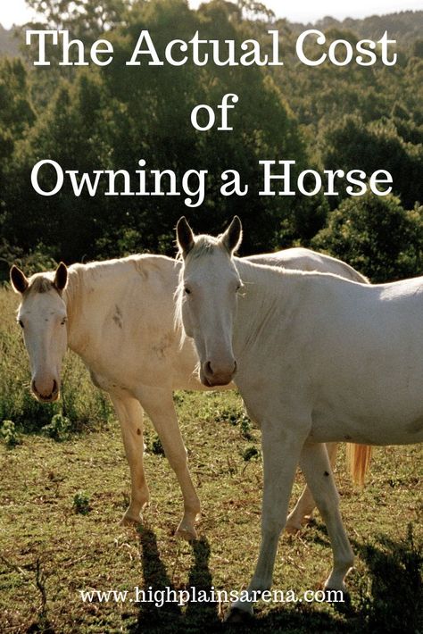 How Much Does It Cost To Own A Horse, 2 Horse Stable, How To Care For Horses, New Horse Owner Checklist, Jobs That Involve Horses, Owning A Farm, Horse Ownership For Beginners, How To Care For A Horse, Owning A Horse For The First Time