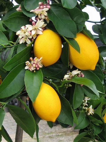 Gardening: Transplanting citrus trees takes care and effort, but it can be done – Daily News Lemon Tree Care, Indoor Lemon Tree, Seed Library, Lemon Plant, Herbs Illustration, Citrus Plant, Lemon Trees, Lemon Blossoms, Aesthetic Garden