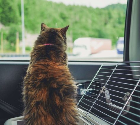 The 7 Best Car Seats for Cats - HYPEPETS Cat Car Accessories, Cat Car Seat, Cat Running, Best Car Seats, Cat Run, Seat Cleaner, What Cat, Car Carrier, Pet Gear