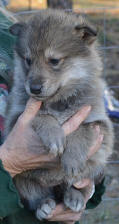 Wolf Hybrid Puppy Wolf Hybrid Puppies, Time And Attention, Working Dogs Breeds, Wolf Hybrid, Really Cute Puppies, Beautiful Wolves, Wild Dogs, Wolf Dog, Amazing Animals