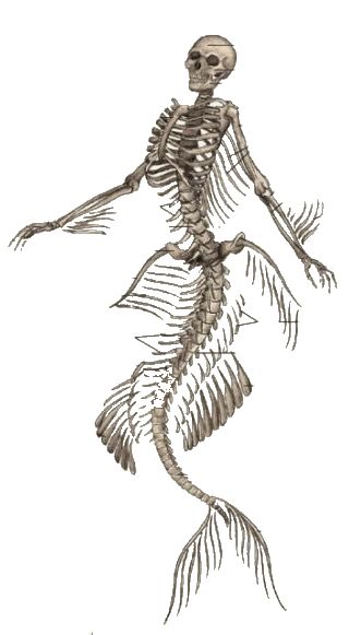 Mermaid skeleton Mermaid Skeleton Drawing, Human Anatomy Tattoo, Mermaid Skeleton Tattoo, Siren Skeleton, Mermaid Anatomy, Skeleton Creature, Skeleton Reference, Fairy Skeleton, Mermaid Skull