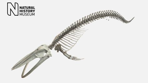 Blue whale skeleton - Download Free 3D model by NHM_Imaging Blue Whale Skeleton, Whale Skeleton, Animal Anatomy, Natural History Museum, Stl Files, Blue Whale, Drawing Tutorials, History Museum, Scale Model