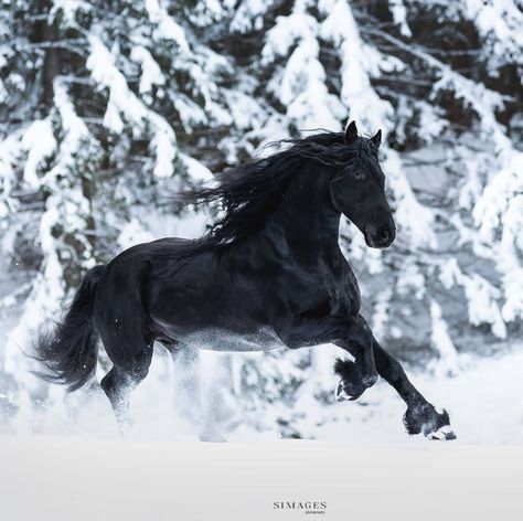 Friesian Horse Photography, King Of The North, Kathiyawadi Horse, Horses In Snow, Friesian Stallion, Beautiful Horses Photography, Winter Horse, Black Horses, Friesian Horse