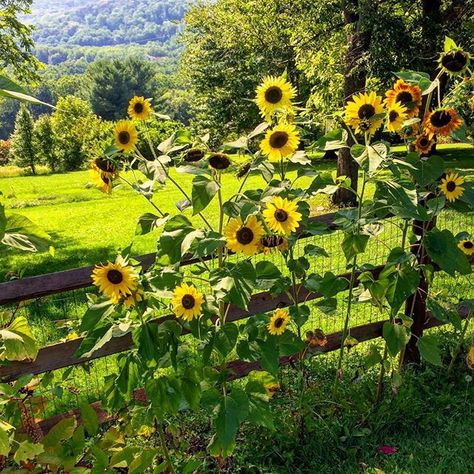 Planting Sunflowers, Sunflower Garden, Bee Garden, Wildlife Gardening, School Garden, Vegetable Garden Design, Garden Landscape Design, Garden Borders, The Fence