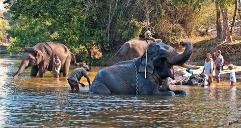 Coorg https://renghaholidays.com/packages/78/Coorg-1N-2D The most sought-after and famous hill station in Karnataka is Coorg, officially named Kodagu. Lying serenely among the high mountains, the scenery of Coorg remains misty throughout the year. Kodavas are the Aboriginals of the area. *For enquiries:-* +918110066232 +918098804141 *Rengha Holidays Tourism Private Limited* Chennai. Theni. Dindigul. Sivakasi www.renghaholidays.com #thenicalltaxi #thenicabs #top10placestovisitintheni #chenna Elephant Camp, Munnar, River Rafting, Hill Station, Travel Board, Water Activities, Rafting, Chennai, Culture Art