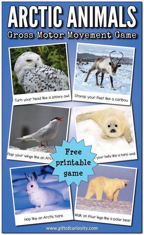 This FREE printable Arctic Animals Gross Motor Movement Game makes a great winter-themed movement break activity. It also compliments any Arctic animals or polar animals unit study. || Gift of Curiosity Polar Animals Preschool, Winter Animals Preschool, Arctic Animals Activities, Arctic Animals Preschool, Animals Preschool, Animal Lessons, Winter Activities Preschool, Animal Movement, Polar Animals