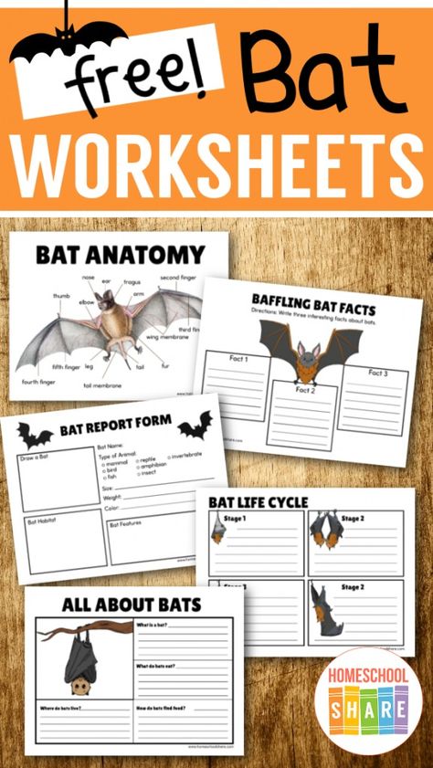 Bat Life Cycle Free, Bat Activities, Bat Unit Study Free, Bat Unit Study, Bats Anchor Chart, Homeschool Bat Unit, Bat Worksheets, Bat Lapbook, Bat Activities For Kids