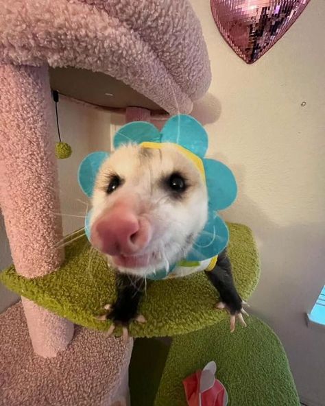 Opossum society Silly Opossum, Possum Pfp, Opossum Fursuit, Halloween Opossum, Silly Possum, Halloween Possum, Opossum Fursona, Possum Funny, Cute Ferrets