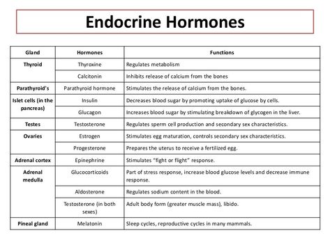 Endocrine System Anatomy And Physiology, Endocrine System Hormones Notes, Endocrine Hormones Cheat Sheet, Endocrine System Drawing, Endocrine System Diagram, Endocrine Physiology, Endocrine System Notes, Nephron Anatomy, Med Journal