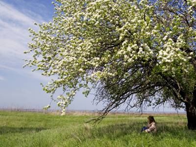 Sitting under a tree in bloom Uplifting Quotes For Hard Times, Quotes For Hard Times, Sitting Under A Tree, Walking With Jesus, Quotes About Hard Times, Tree Quotes, The Giving Tree, Sitting In A Tree, Health World