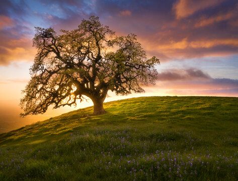 View of oak tree on hill against cloudy sky during sunset #AD , #tree, #oak, #View, #hill, #sunset Tree Silhouette Sunset, Tree On A Hill, Hill Sunset, Building Reference, Crooked Tree, Sunset Hills, Lone Tree, Oak Hill, Minecraft Building