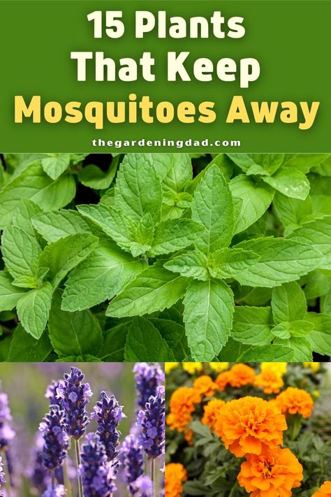 Find 15 Plants that Keep Mosquitoes Away with this ultimate guide! This article will let you spend more time in your garden and yard this year! #mosquitoes #garden #gardening Anti Mosquito Plants, Natural Mosquito Repellent Plants, Mosquito Repellent Plants, Best Mosquito Repellent, Natural Mosquito Repellent, Plants That Repel Bugs, Mosquito Plants, Texas Plants, Flowers To Grow