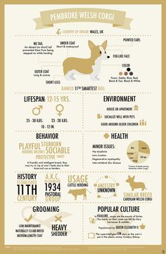 Corgi Infographic by batteryfish on DeviantArt  KingdomOfCat .guru is our new companion . Checkout of their blog Corgi Colors, Corgi Party, Cowboy Corgi, Corgi Stuff, Corgi Facts, Cute Corgi Puppy, Corgi Owner, Welsh Corgi Puppies, Corgi Mom