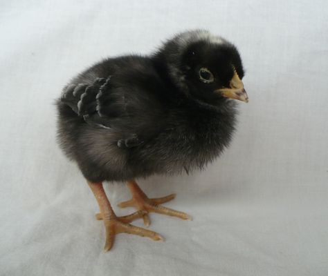 Baby Chicks Aesthetic, Brooder Ideas, Sis Tattoo, Hen With Chicks, The Little Red Hen, Hen And Chicks, Mother Hen, Black Chicks, Little Red Hen