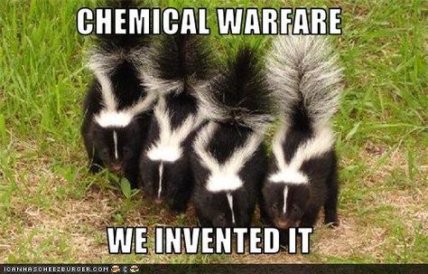 Chemical warfare - we invented it. Skunk Repellent, Getting Rid Of Skunks, Striped Skunk, Skunk Smell, Baby Skunks, Albino Animals, White Kittens, Animal Control, Animal Behavior