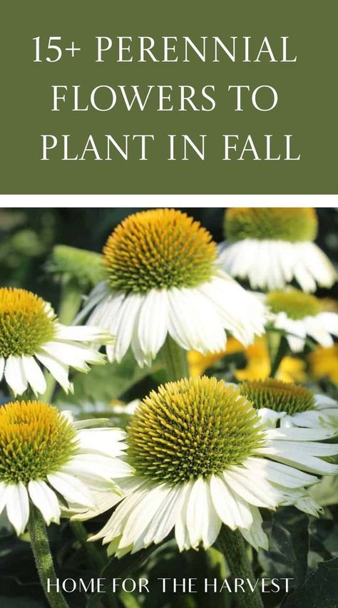 Flower To Plant In Fall, Zone 4 Fall Planting, Perennial Flowers To Plant In Fall, Best Flowers To Plant In Fall, Planting Perennials In The Fall, When To Plant Perennials, Landscape Ideas Perennials, Perennials To Plant In The Fall, Small Perennial Flowers