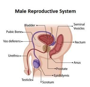 Male Reproductive System Anatomy, Reproductive System Anatomy, Reproductive Anatomy, Anatomy Videos, Organ Anatomy, Male Reproductive System, Science Revision, Natural Family Planning, Cervical Mucus