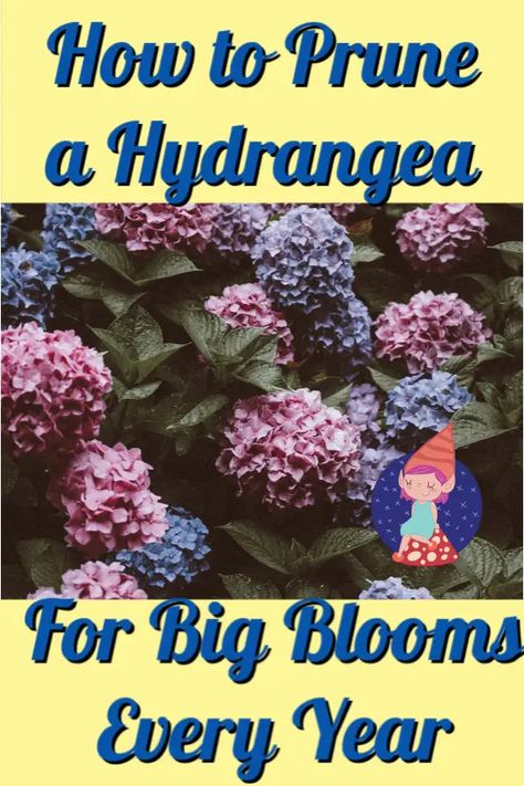 Pruning Endless Summer Hydrangeas, Hydrangea Plant Care, Prune Hydrangeas, When To Prune Hydrangeas, Pruning Hydrangeas, Hydrangea Landscaping, Big Leaf Hydrangea, Endless Summer Hydrangea, Garden Decoration Ideas