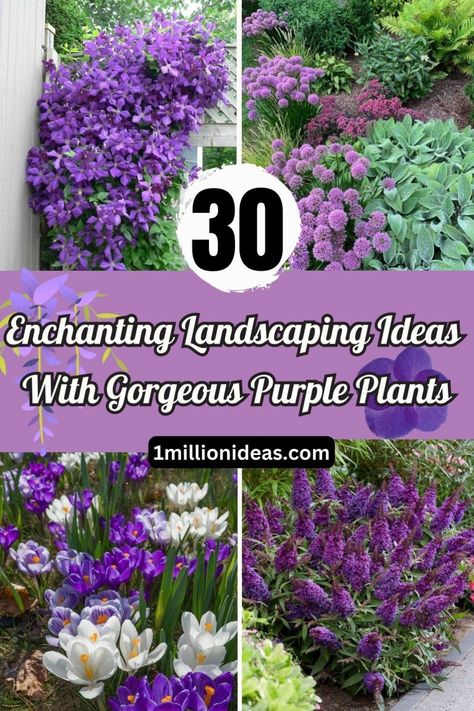 Purple plants with purple blooms and leaves offer a calming effect in any garden landscaping. They convey richness and elegance in addition to bearing a color that has long been associated with royalty. Purple-flowered plants also make a beautiful addition to any garden or environment. There are many different shades of purple plants for you to opt for, from graceful lavender to light, soft roses. Purple Flower Beds Front Yards, Purple Flower Garden Landscaping Ideas, Purple Outdoor Plants, Lilac Landscaping Ideas, Purple Perennial Flowers, Purple Perrenial Flowers, Lilac Landscaping, Lilac Bush Landscaping, Purple Garden Ideas