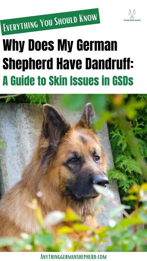 Why Does My German Shepherd Have Dandruff: A Guide to Skin Issues in GSDs Dog Dandruff Remedy, Dry Skin Home Remedies, Dog Dandruff, Dandruff Remedy, Dry Flaky Skin, Dry Itchy Skin, Stained Teeth, Can You Help, Flaky Skin