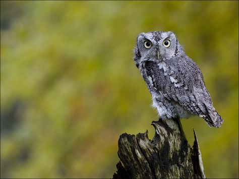 Eastern Screech Owl 29 by Jen St. Louis on Flickr Owl Breeds, Spider Images, Owl Food, Western Screech Owl, Owl Facts, Birds Photos, Eastern Screech Owl, Owl Species, Long Eared Owl