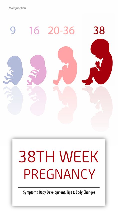 36 Weeks Pregnant Symptoms, Trimester Chart, Motivation Notebook, Baby Development In Womb, 17 Weeks Pregnant, 39 Weeks Pregnant, Baby Progress, 38 Weeks Pregnant, Baby Development Activities